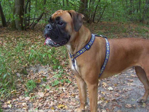 Photo de Boxer