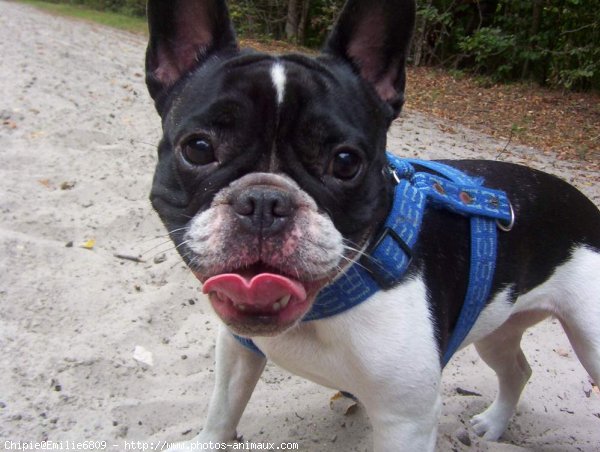 Photo de Bouledogue franais