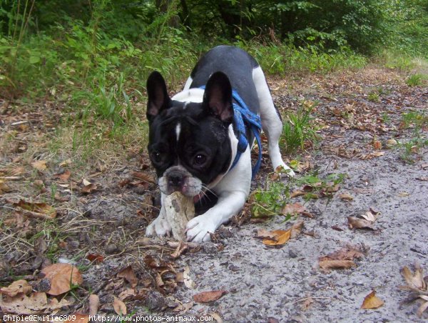 Photo de Bouledogue franais