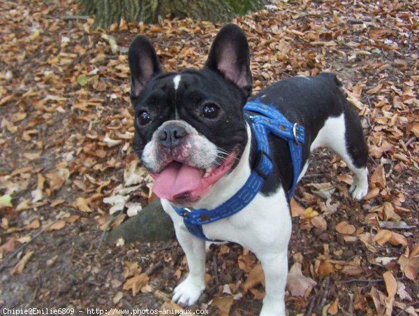 Photo de Bouledogue franais