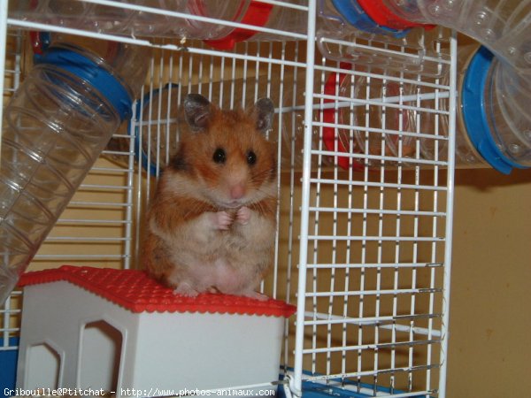 Photo de Hamster