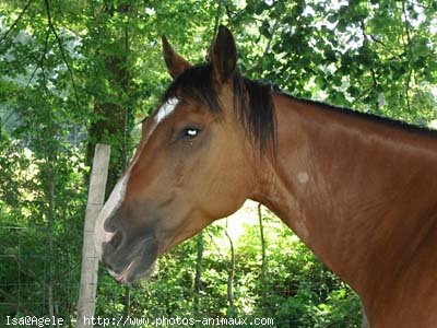 Photo de Quarter horse