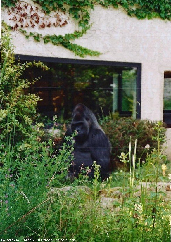 Photo de Singe