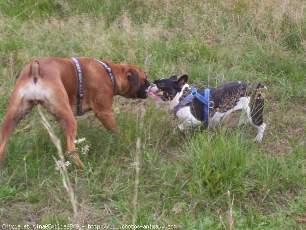 Photo de Races diffrentes