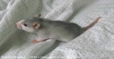 Photo de Rat