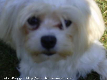 Photo de Bichon maltais