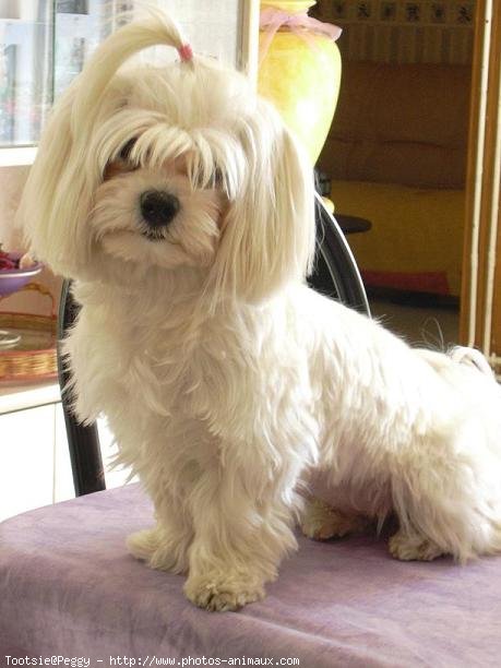 Photo de Bichon maltais