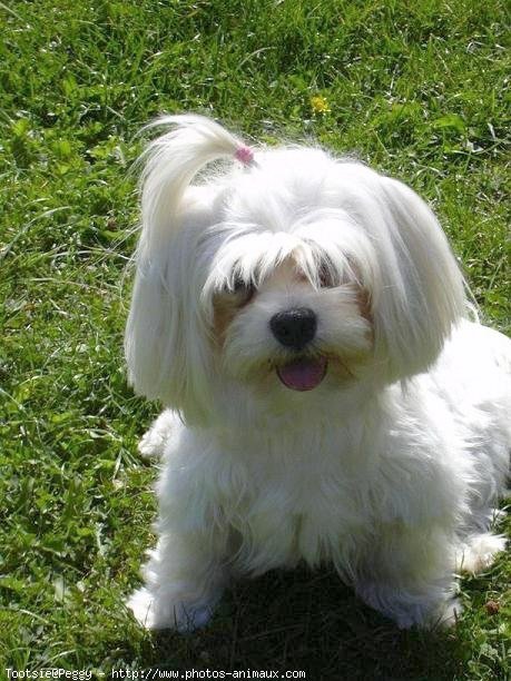 Photo de Bichon maltais