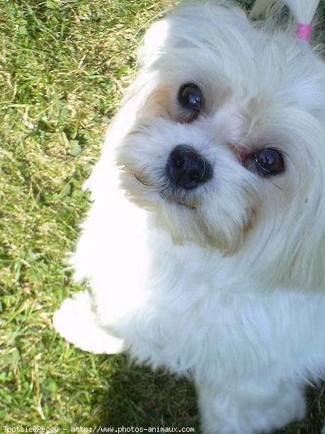 Photo de Bichon maltais