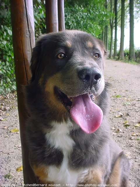 Photo de Dogue du tibet