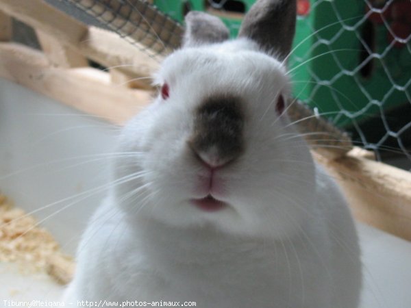 Photo de Lapin