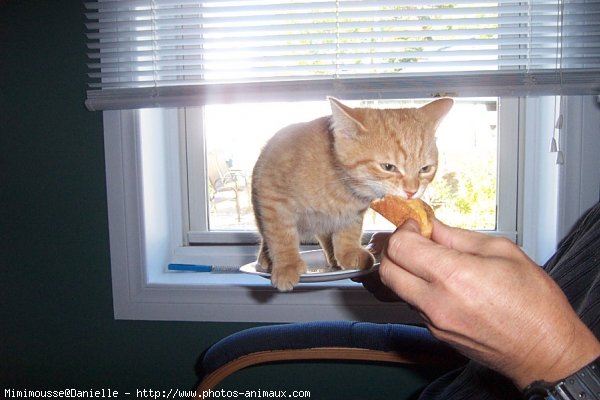 Photo de Chat domestique