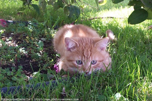 Photo de Chat domestique