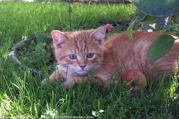 Photo de Chat domestique