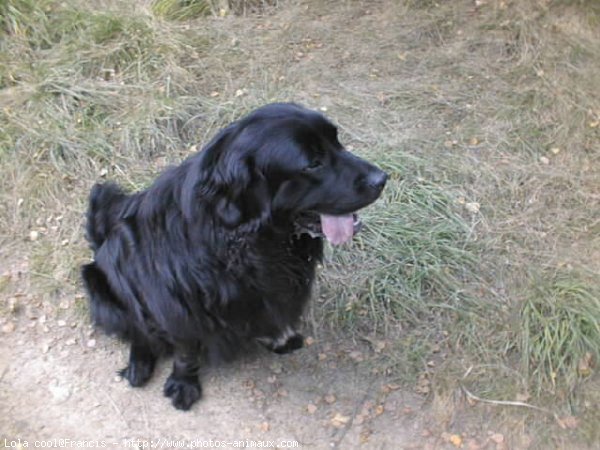 Photo de Chien de terre-neuve