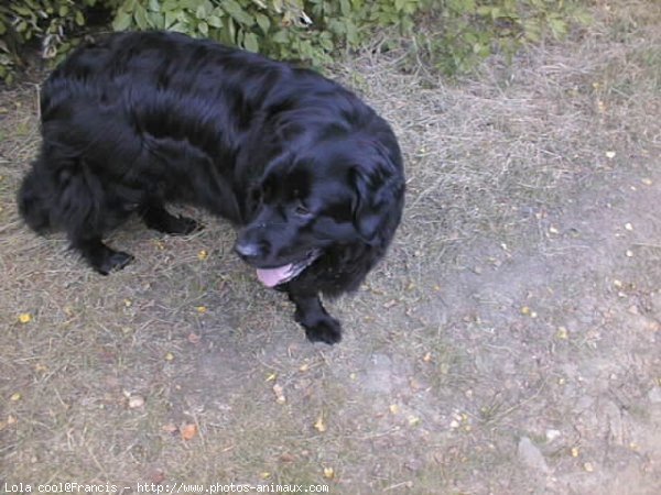 Photo de Chien de terre-neuve