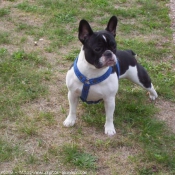 Photo de Bouledogue franais