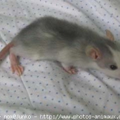 Photo de Rat