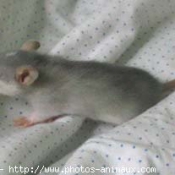 Photo de Rat