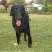 Photo de Retriever  poil plat