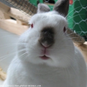 Photo de Lapin