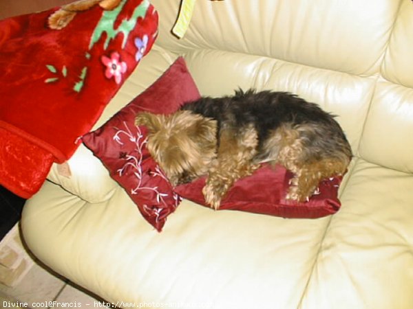 Photo de Yorkshire terrier