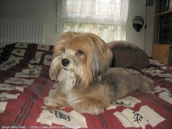 Photo de Lhassa apso