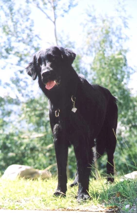 Photo de Retriever  poil plat