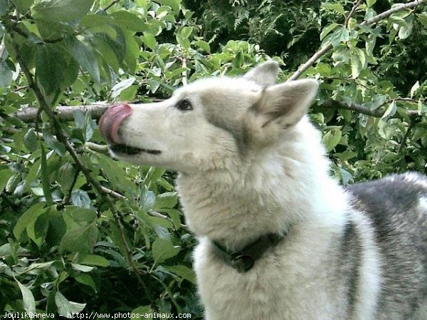 Photo de Husky siberien