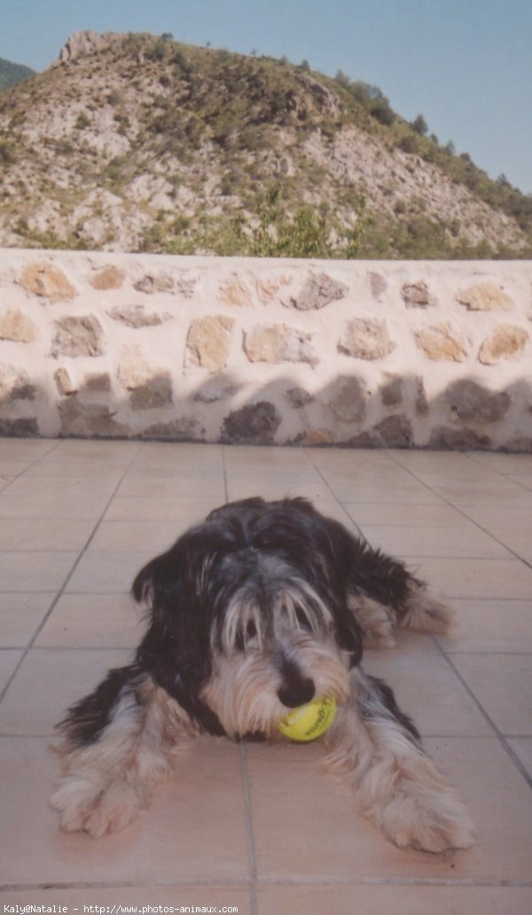 Photo de Bearded collie