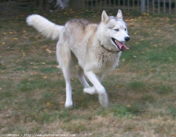 Photo de Husky siberien