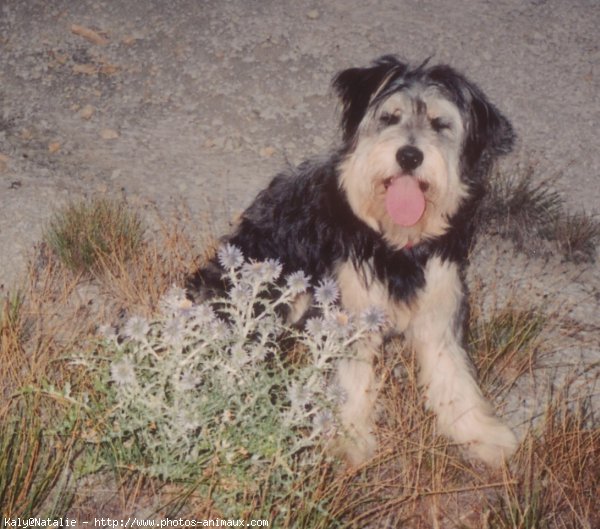 Photo de Bearded collie