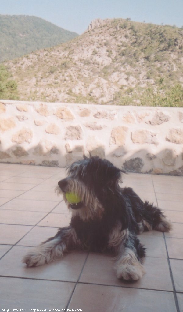 Photo de Bearded collie