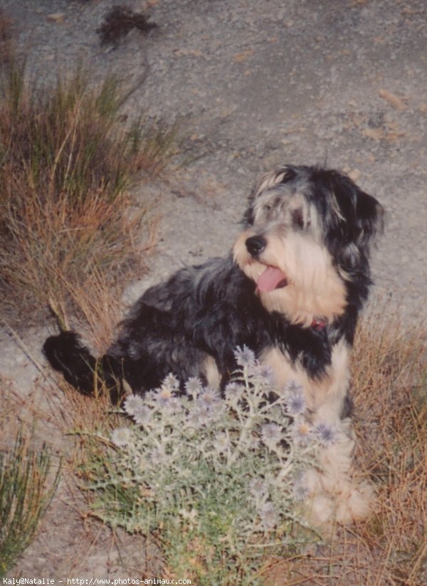 Photo de Bearded collie