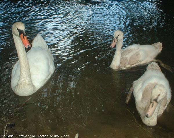 Photo de Cygne