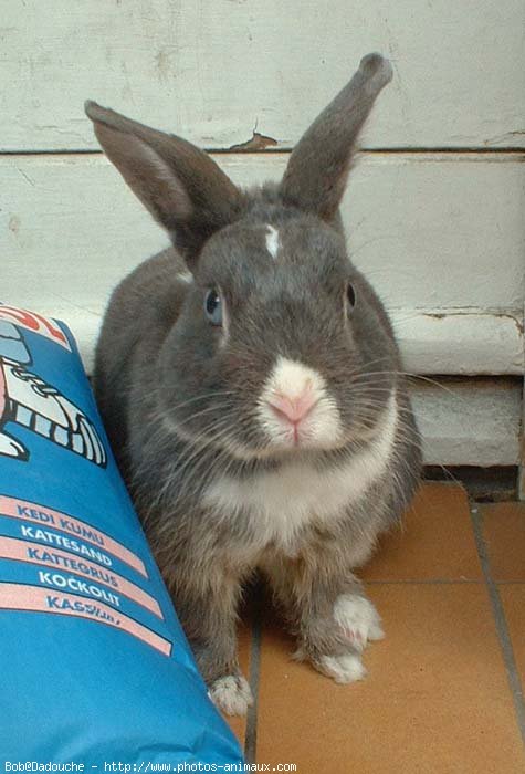 Photo de Lapin