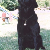 Photo de Retriever  poil plat