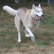 Photo de Husky siberien