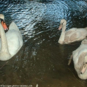 Photo de Cygne