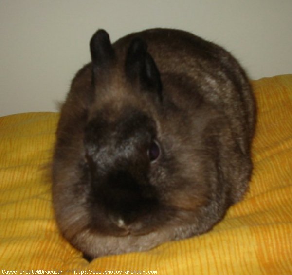 Photo de Lapin