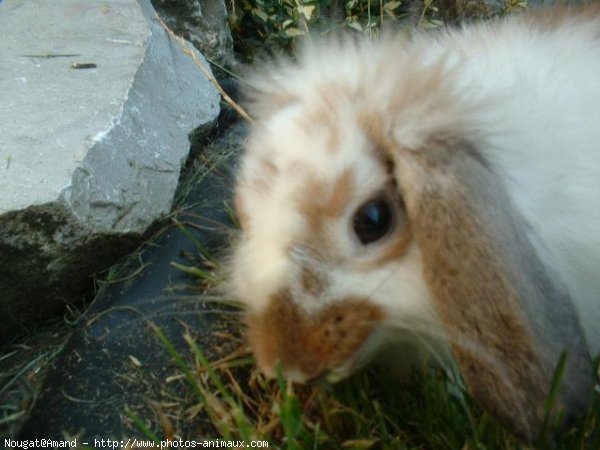 Photo de Lapin