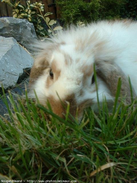 Photo de Lapin