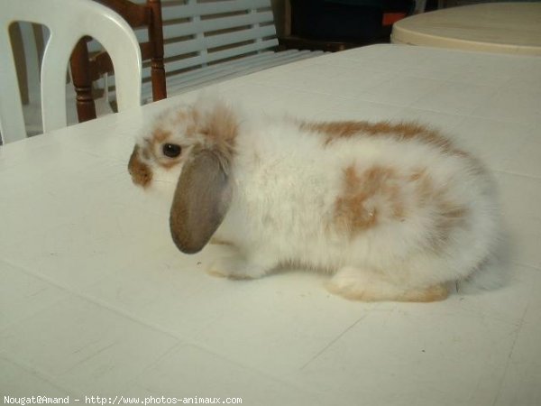 Photo de Lapin