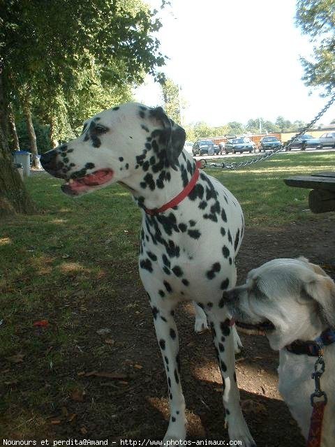 Photo de Races diffrentes