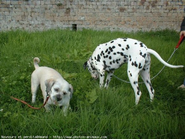 Photo de Races diffrentes