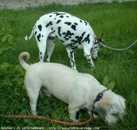 Photo de Races diffrentes