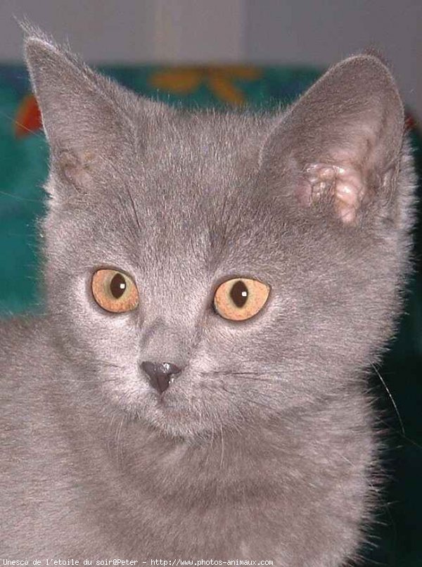 Photo de Chartreux