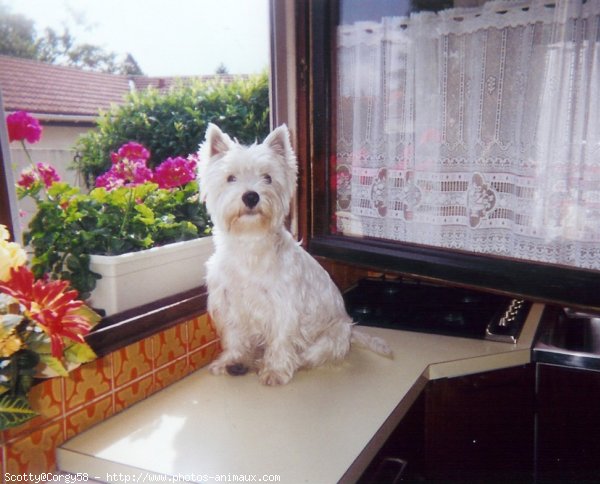 Photo de West highland white terrier