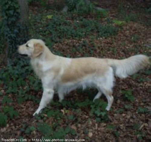 Photo de Golden retriever