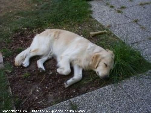 Photo de Golden retriever